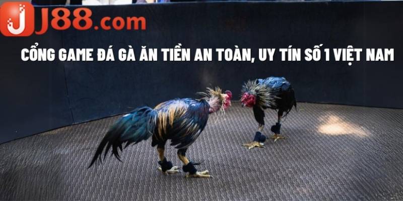 Cược thắng thua tại đá gà J88 là một loại cược cơ bản